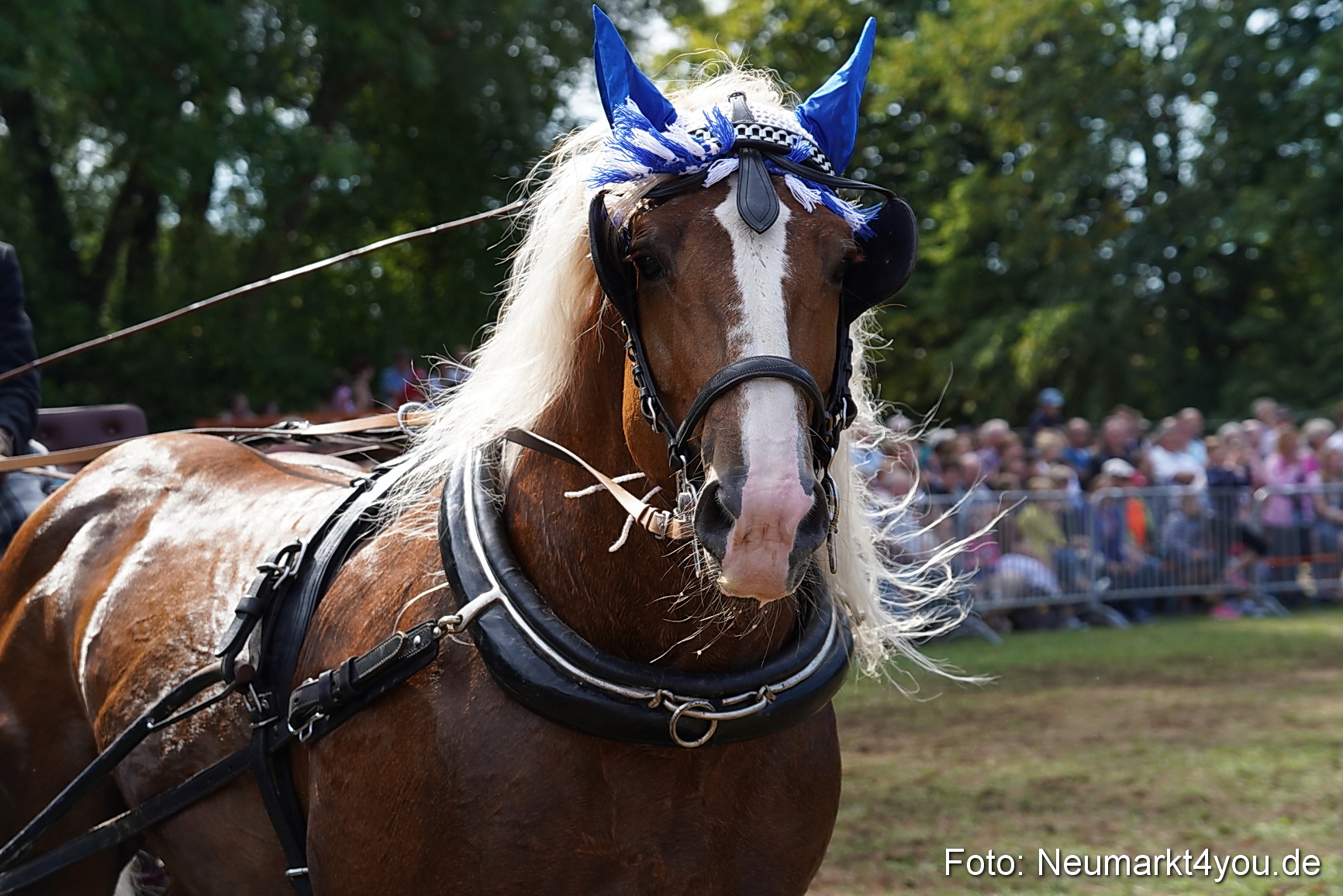 Pferde und Fohlenschau 2022 0254 